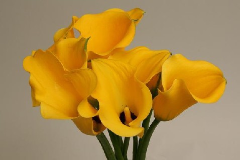 Calla Lilies