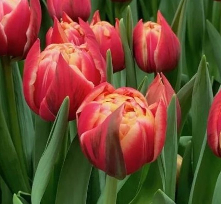 Tulips